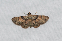 Gymnoscelis derogata