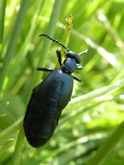 Meloe violaceus