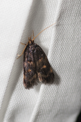 Cophomantella lychnocentra