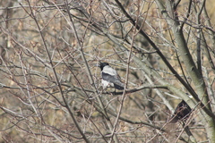 Corvus cornix