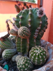 Echinopsis