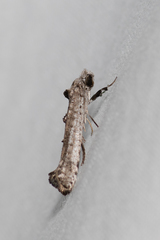 Micrerethista nigrapex