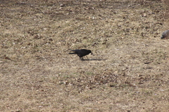 Corvus frugilegus