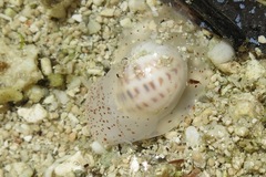 Notocochlis cernica
