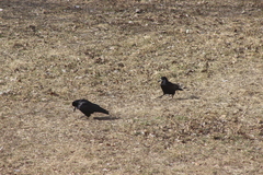 Corvus frugilegus