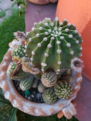 Echinopsis
