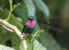 Chaetocercus heliodor