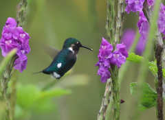 Chaetocercus heliodor