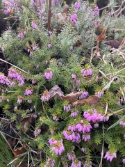Erica carnea