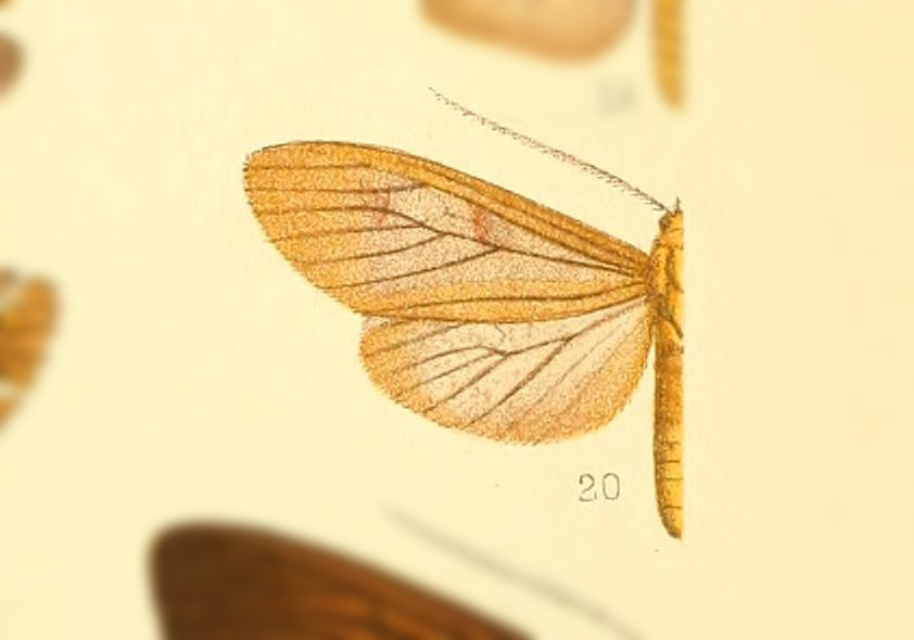 Opharus laudia