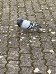 Columba livia domestica