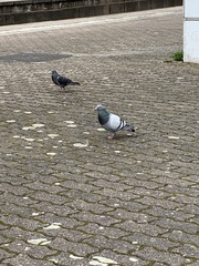 Columba livia domestica