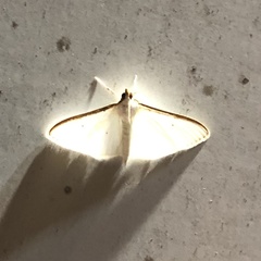 Palpita austrounionalis