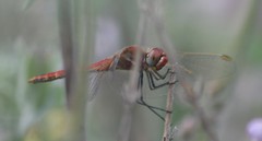 Sympetrum fonscolombii