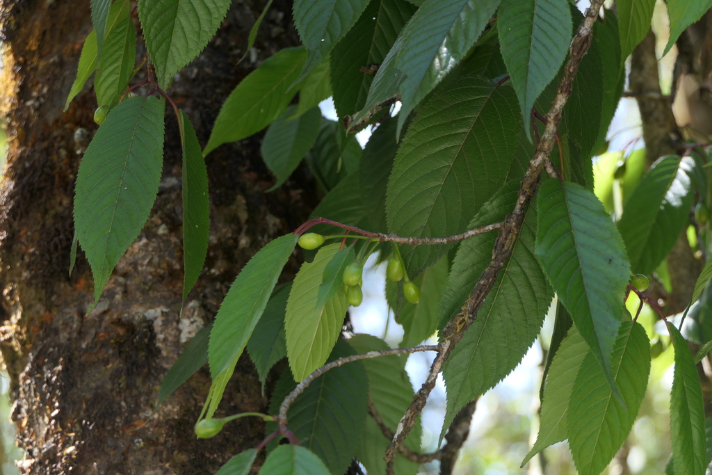 Mai Anh Đào – Prunus cerasoides
