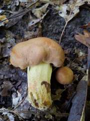 Butyriboletus taughannockensis