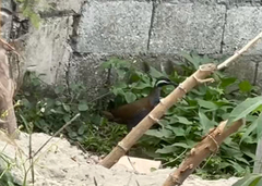 Gallirallus torquatus