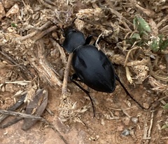 Carabus graecus