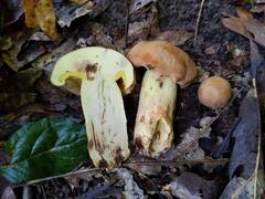 Butyriboletus taughannockensis