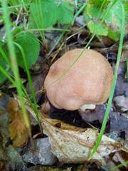 Butyriboletus taughannockensis