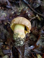 Butyriboletus taughannockensis