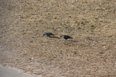 Corvus monedula