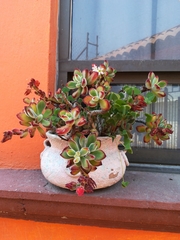 Echeveria pulvinata
