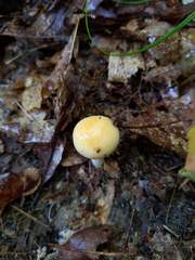 Cortinarius lewisii
