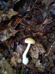 Cortinarius lewisii