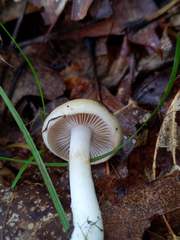 Cortinarius lewisii