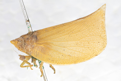 Paracromna rotundior