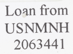 Paracromna rotundior