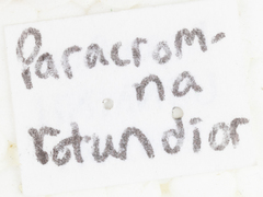 Paracromna rotundior