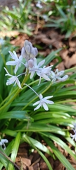 Scilla bithynica
