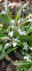 Scilla bithynica