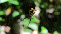 Micrathena decorata