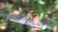 Micrathena decorata