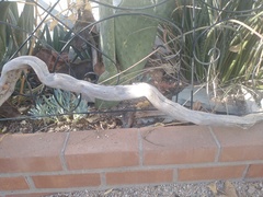 Urosaurus ornatus