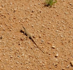 Meroles suborbitalis