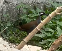 Gallirallus torquatus