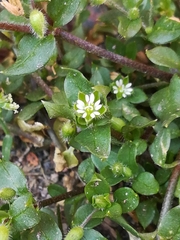 Stellaria media