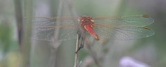 Sympetrum fonscolombii