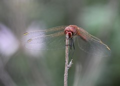 Sympetrum fonscolombii