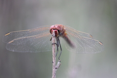 Sympetrum fonscolombii