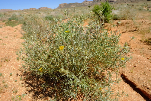 Roessleria gorterioides image