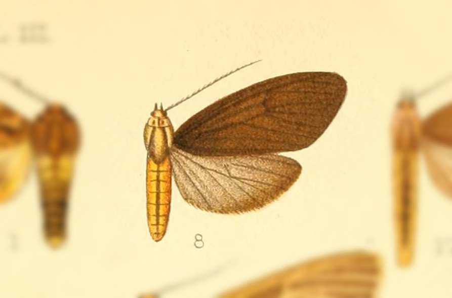 Opharus albiceps