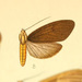 Opharus albiceps - Photo (c) Andreas Manz, some rights reserved (CC BY-NC), uploaded by Andreas Manz