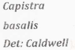 Capistra basalis