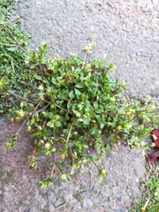 Stellaria media
