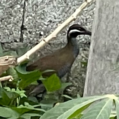 Gallirallus torquatus